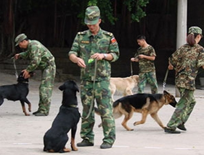 犬防服务